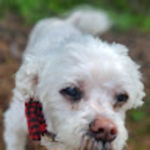 Meet your Posher, Gordon